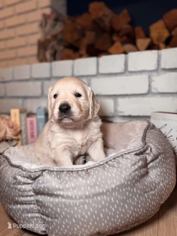 Cedar, a male Golden Retriever for sale in Las Vegas, NV – Photo 1 of 10