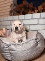 Cedar, a male Golden Retriever for sale in Las Vegas, NV – Photo 1 of 10