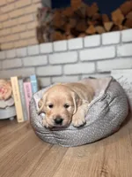 Daffodil, a female Golden Retriever for sale in Las Vegas, NV – Photo 2 of 8