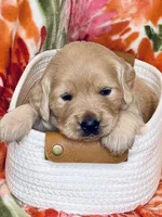 Daffodil, a female Golden Retriever for sale in Las Vegas, NV – Photo 4 of 8