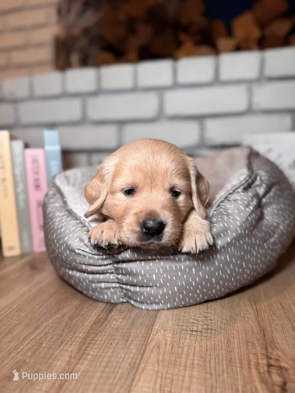Daffodil, a female Golden Retriever for sale in Las Vegas, NV – Photo 1 of 8