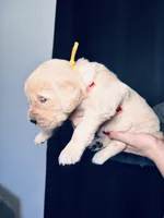 Daffodil, a female Golden Retriever for sale in Las Vegas, NV – Photo 7 of 8