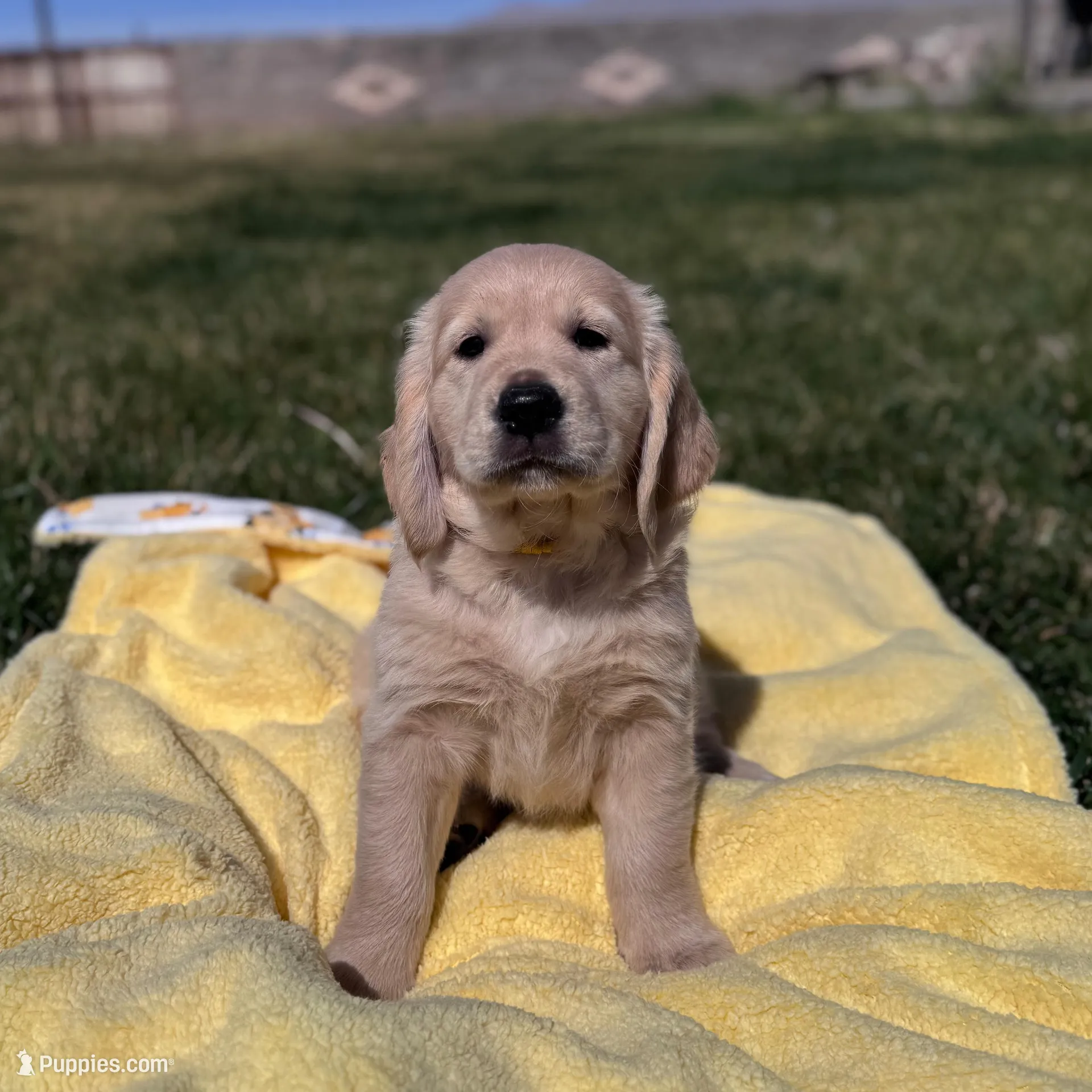 Daffodil – Golden Retriever puppy for sale in Las Vegas, NV