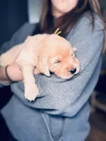 Daffodil, a female Golden Retriever for sale in Las Vegas, NV – Photo 6 of 8