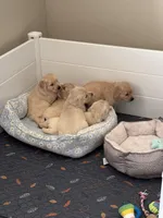 Daffodil, a female Golden Retriever for sale in Las Vegas, NV – Photo 3 of 8