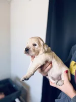 Dahlia, a female Golden Retriever for sale in Las Vegas, NV – Photo 6 of 8