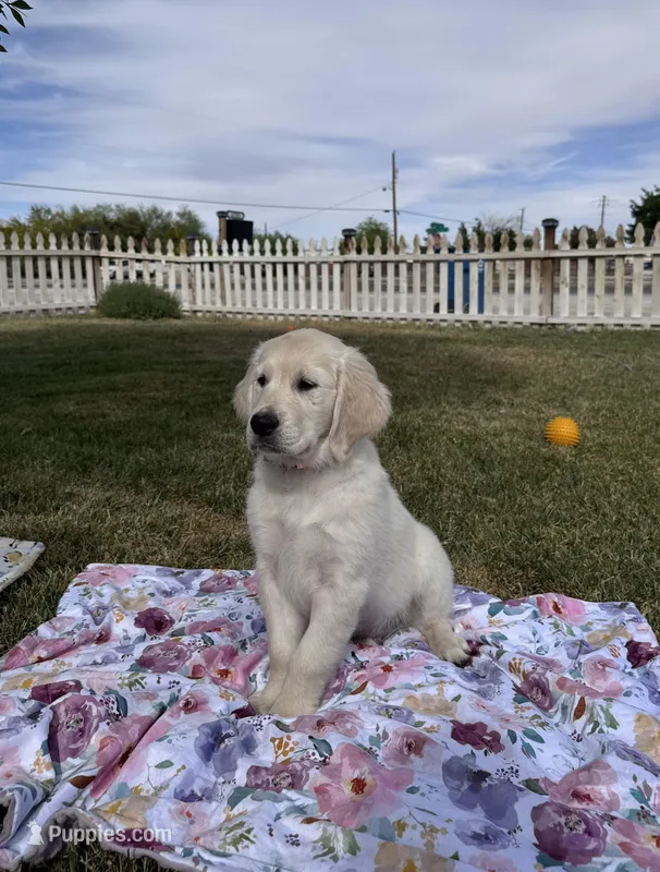 Dahlia – Golden Retriever puppy for sale in Las Vegas, NV