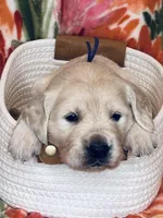 Dahlia, a female Golden Retriever for sale in Las Vegas, NV – Photo 4 of 8