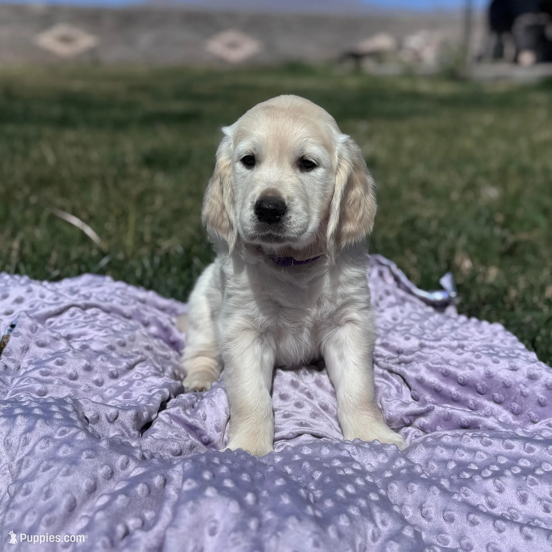 Dahlia – Golden Retriever puppy for sale in Las Vegas, NV