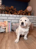 Dahlia, a female Golden Retriever for sale in Las Vegas, NV – Photo 2 of 8