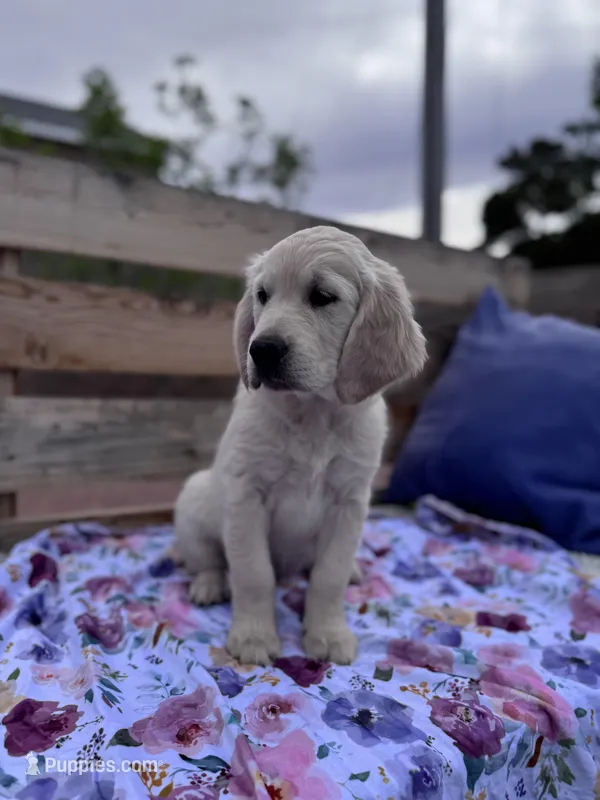 Dahlia – Golden Retriever puppy for sale in Las Vegas, NV