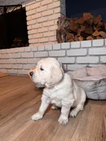 Dahlia, a female Golden Retriever for sale in Las Vegas, NV – Photo 3 of 8