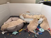 Dahlia, a female Golden Retriever for sale in Las Vegas, NV – Photo 8 of 8