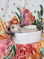 Dahlia, a female Golden Retriever for sale in Las Vegas, NV – Photo 5 of 8