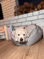 Dahlia, a female Golden Retriever for sale in Las Vegas, NV – Photo 1 of 8