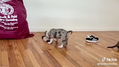 Diamond , a female American Bully for sale in Jersey City, NJ – 2 of 4