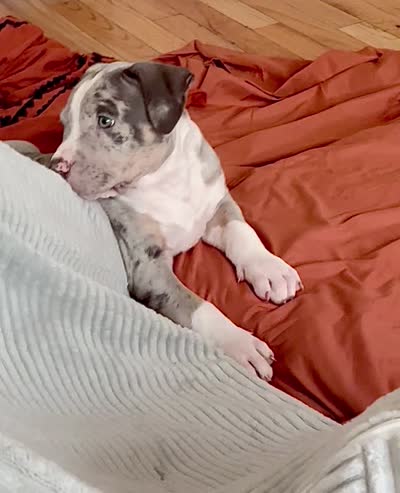 Male #3, a male American Bully for sale in Jersey City, NJ – 3 of 3