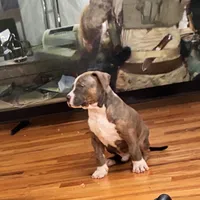 Male, a male American Bully for sale in Jersey City, NJ – 2 of 5
