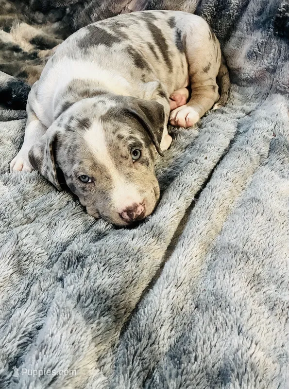 Female#4 – American Bully puppy for sale in Jersey City, NJ