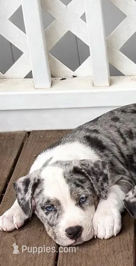 Scout – American Bully puppy for sale in Staten Island, NY