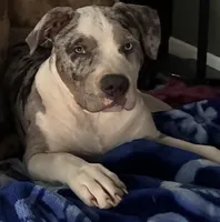 Scout, a male American Bully for sale in Jersey City, NJ – Photo 3 of 3