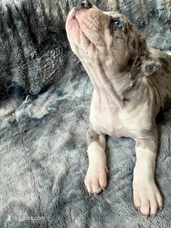 Diamond  – American Bully puppy for sale in Jersey City, NJ