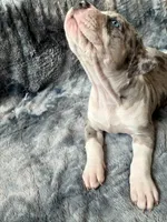 Diamond , a female American Bully for sale in Jersey City, NJ – 1 of 4