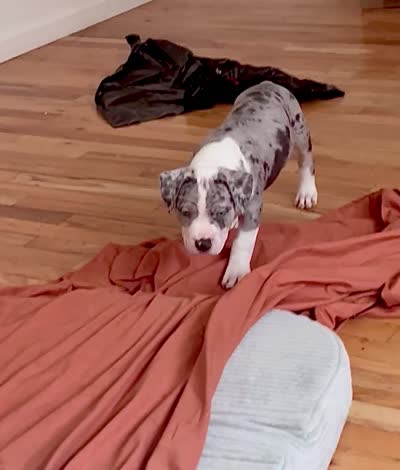 Diamond , a female American Bully for sale in Jersey City, NJ – 4 of 4