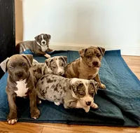 Male, a male American Bully for sale in Jersey City, NJ – 4 of 5