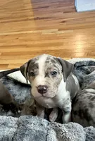 Male #3, a male American Bully for sale in Jersey City, NJ – 2 of 3