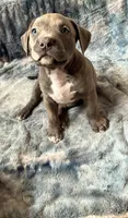 Male#2, a male American Bully for sale in Jersey City, NJ – 2 of 4