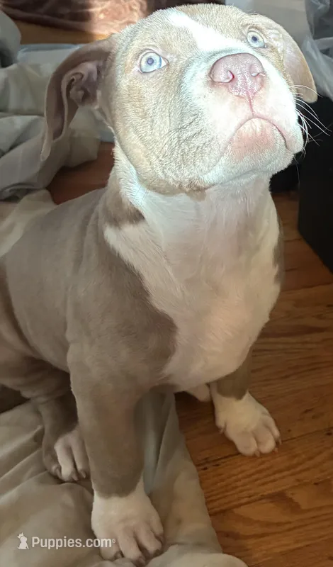 Effie – American Bully puppy for sale in Staten Island, NY