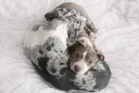 Effie, a female American Bully for sale in Jersey City, NJ – Photo 4 of 5