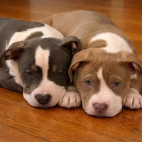 Effie, a female American Bully for sale in Jersey City, NJ – Photo 5 of 5