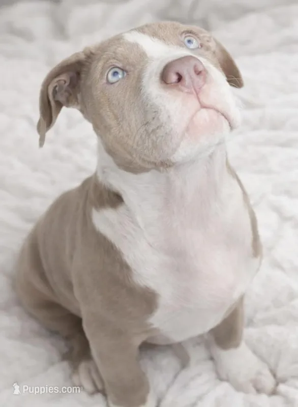 Effie – American Bully puppy for sale in Jersey City, NJ