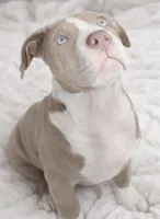 Effie, a female American Bully for sale in Jersey City, NJ – Photo 1 of 5