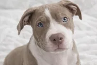 Effie, a female American Bully for sale in Jersey City, NJ – Photo 2 of 5