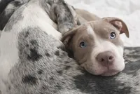 Effie, a female American Bully for sale in Jersey City, NJ – Photo 3 of 5