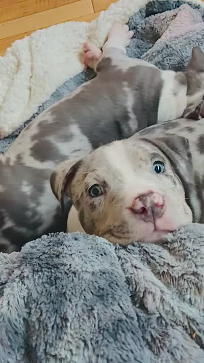 Female#4, a female American Bully for sale in Jersey City, NJ – 3 of 4
