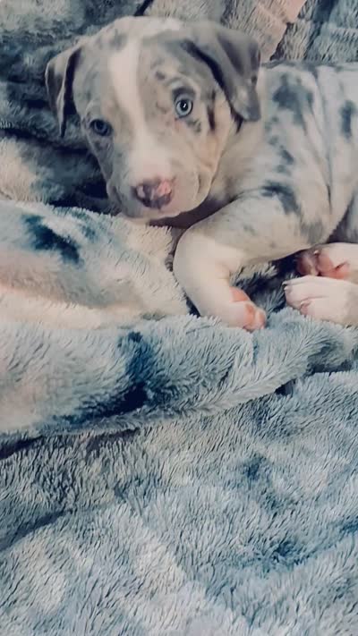 Female#4, a female American Bully for sale in Jersey City, NJ – 4 of 4