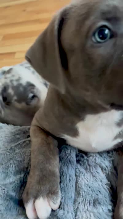 Male#2, a male American Bully for sale in Jersey City, NJ – 4 of 4