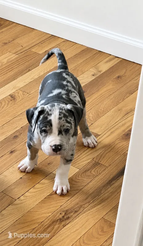 Male #3 – American Bully puppy for sale in Jersey City, NJ