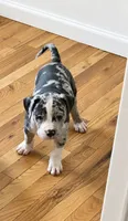 Male #3, a male American Bully for sale in Jersey City, NJ – 1 of 3