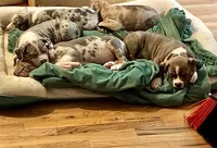 Male, a male American Bully for sale in Jersey City, NJ – 3 of 5
