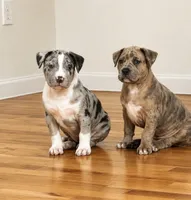 Female #2, a female American Bully for sale in Jersey City, NJ – 2 of 3