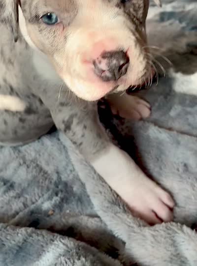 Diamond , a female American Bully for sale in Jersey City, NJ – 3 of 4