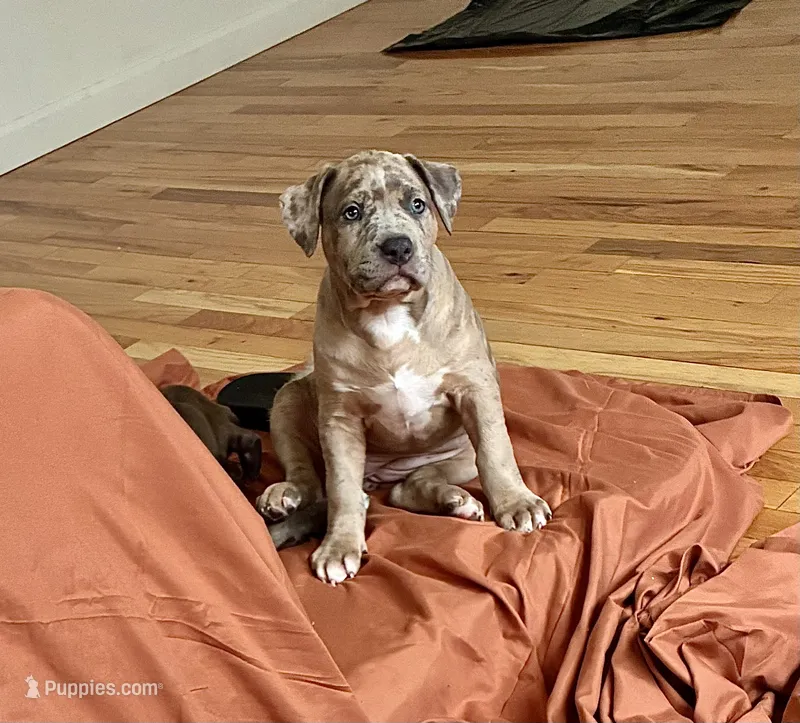 Female #2 – American Bully puppy for sale in Jersey City, NJ