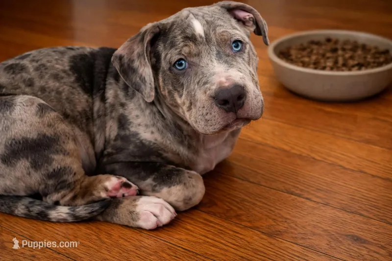 Norman – American Bully puppy for sale in Staten Island, NY