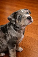 Norman, a male American Bully for sale in Staten Island, NY – Photo 2 of 2