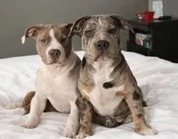 Norman, a male American Bully for sale in Jersey City, NJ – Photo 1 of 5